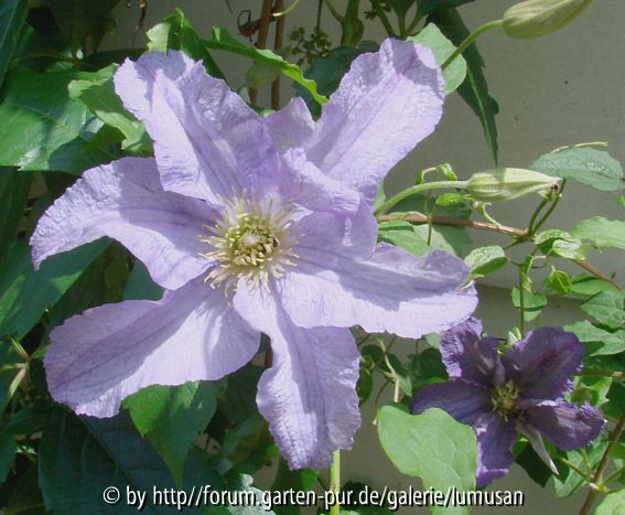 Clematis