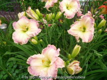Hemerocallis 'Brautkleid' Juli 2012