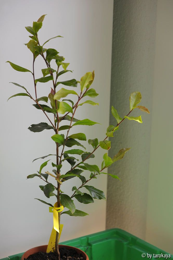sämling C.rosiflora07