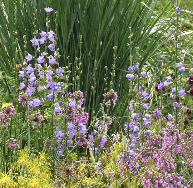 Campanula pyramidalis