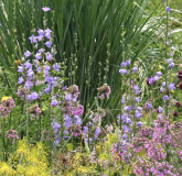 Campanula pyramidalis