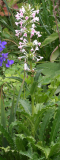 Morina longifolia