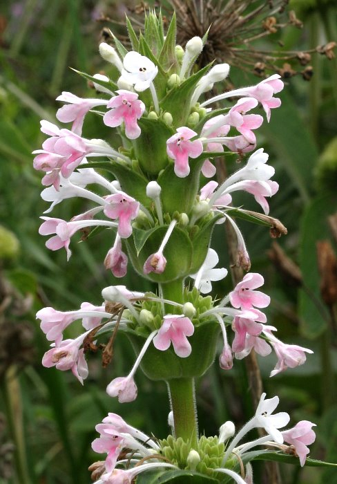 Morina longifolia