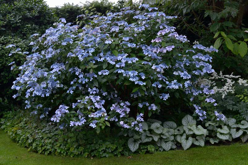 ´Blue Bird´ 10.07.2012