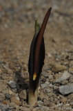 Biarum bovei 20120705 (3).jpg