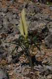 Dracunculus vulgaris (2).jpg