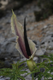 Dracunculus vulgaris (1).jpg