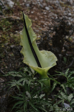 Dracunculus vulgaris.jpg