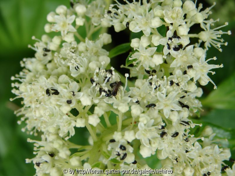 Rapsglanzkäfer und Ohrenkneifer auf Hortensie Kyushu