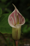 Arisaema candidissima 20120711 (1).jpg