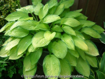 Hosta 'Gold Standard'