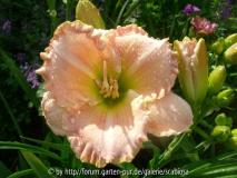 Hemerocallis 'Taos'
