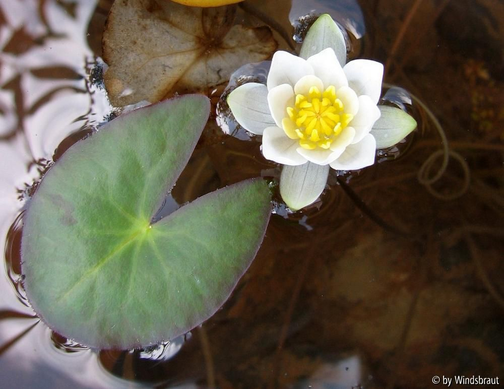 Zwergseerose