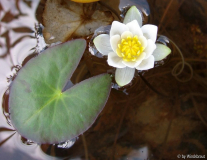 Zwergseerose