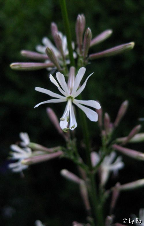 Silene Blüte