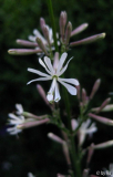 Silene Blüte