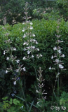 Silene unbekannt