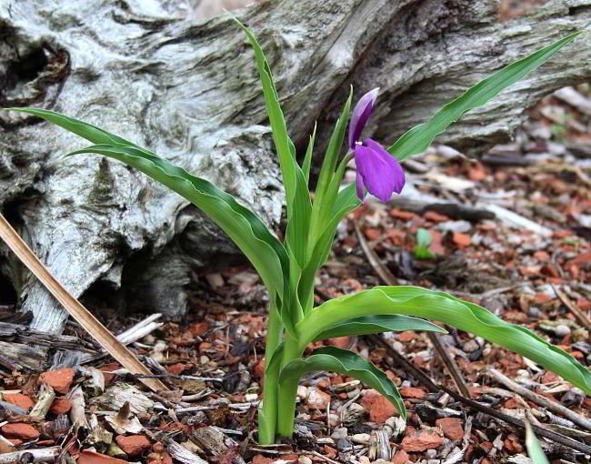 Roscoea schneideriana