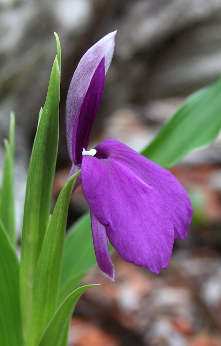 Roscoea schneideriana