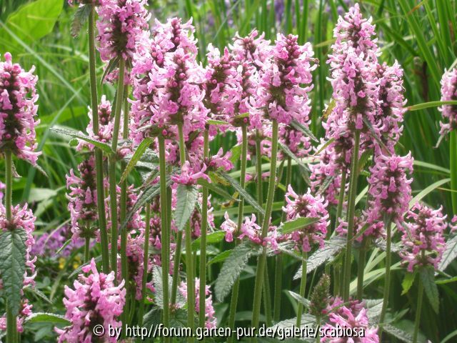 Stachys pink