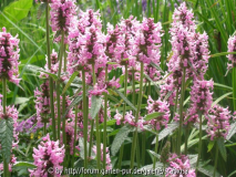 Stachys pink