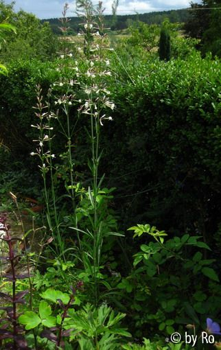 Silene tamaramae Habitus