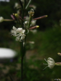 Silene tamaramae Blüte frontal
