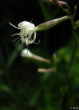 Silene tamaramae Blüte seitlich