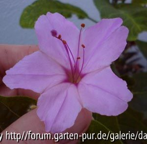 Mirabilis longiflora x jalapa2