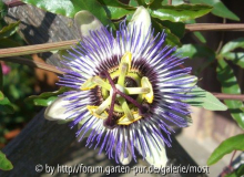 Passionsblume 2012.jpg