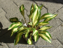 Hosta cherry berry.jpg