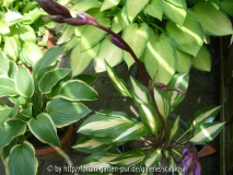 Hosta 'Cherry Berry'