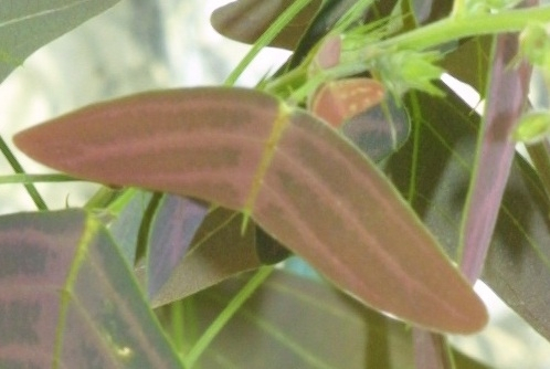 Christia Vespertilionis