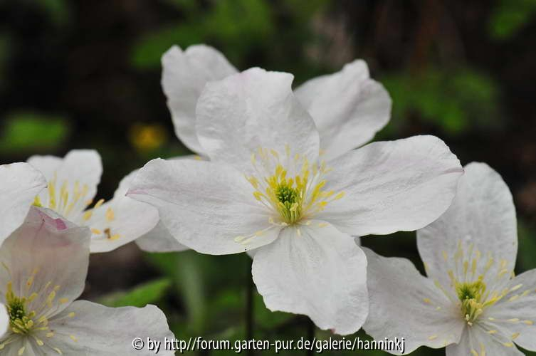 Clematis montana China bloem