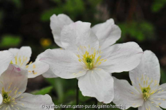 Clematis montana China bloem