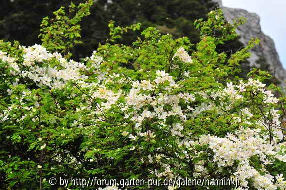 Clematis montana China plant