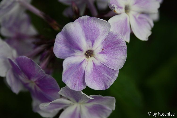  paniculata Prospero