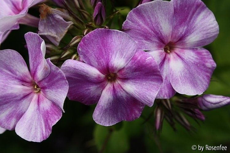 paniculata Sternhimmel