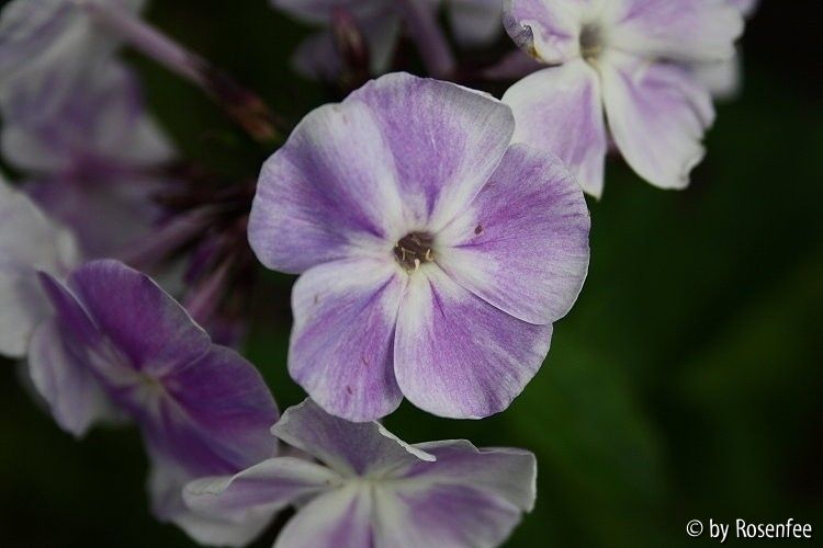 paniculata Prospero