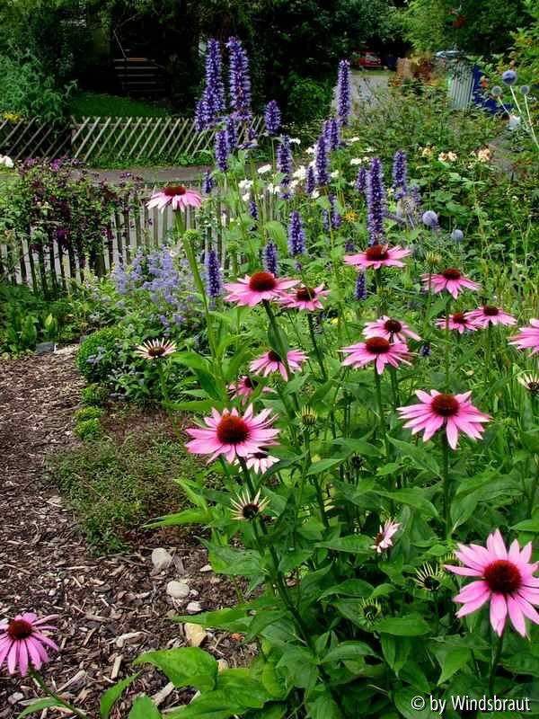 Echinacea Agastache