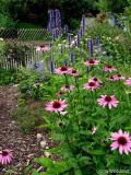 Echinacea Agastache