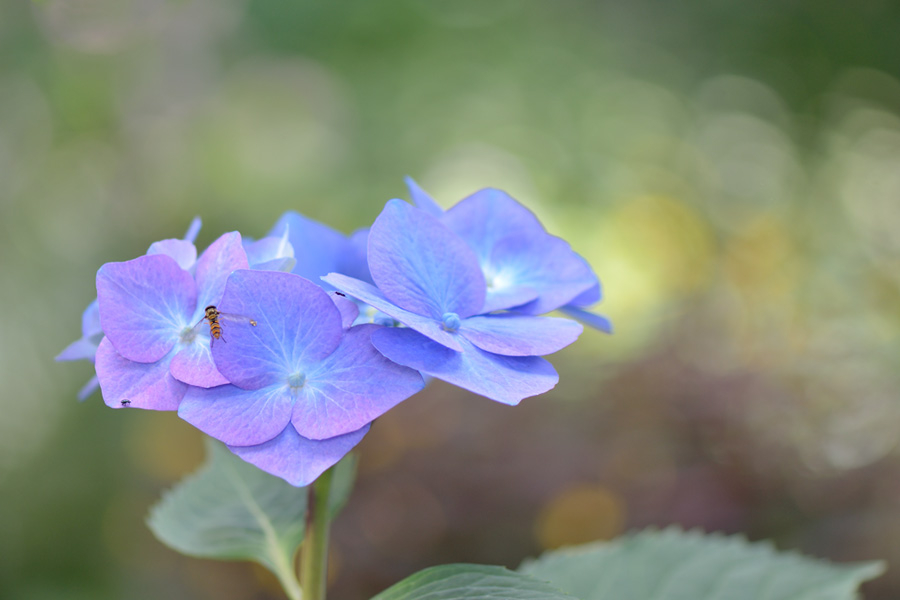 Blaumeise 18. Juli 2012