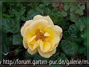 Frauenmantel-Rose
