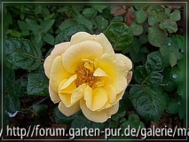 Frauenmantel-Rose