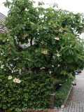 Magnolia Grandiflora auf dem Eichsfeld 1