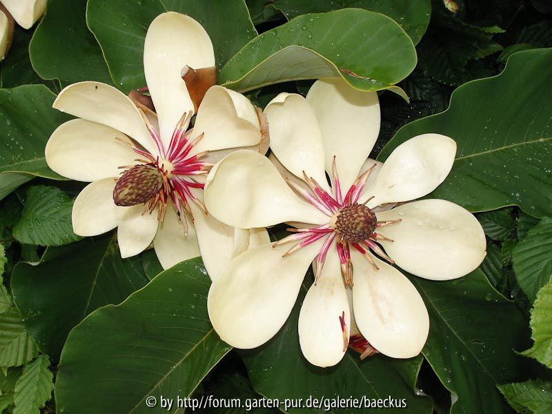 Magnolia Grandiflora auf dem Eichsfeld 2