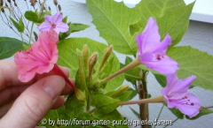 Mirabilis jalapa und Hybrid Blütenlängen