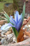 Iris aucheri