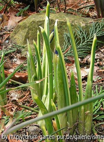 Iris reticulata Marquerite