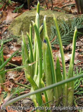 Iris reticulata Marquerite